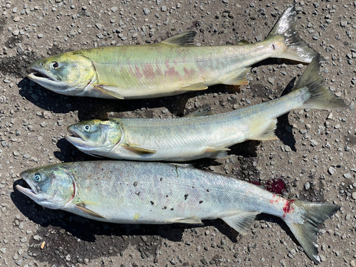 アキアジの釣果