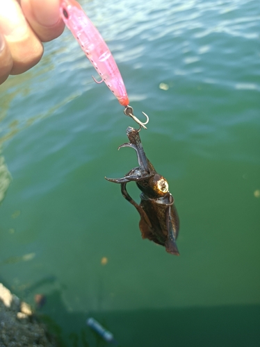 イカの釣果