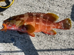 アカハタの釣果