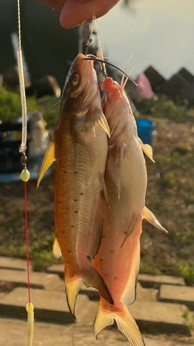 アメリカナマズの釣果