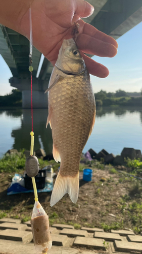 ギンブナの釣果