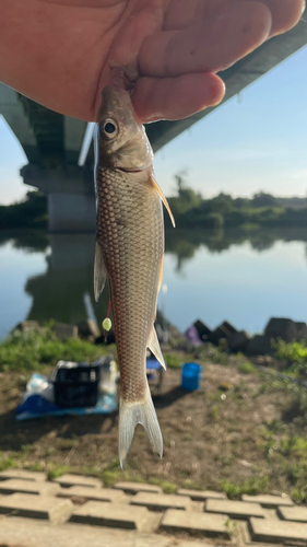 ニゴイの釣果