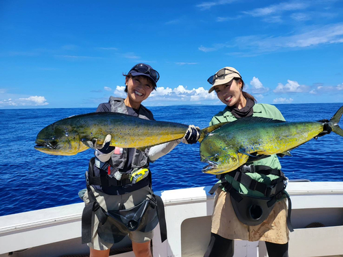 シイラの釣果