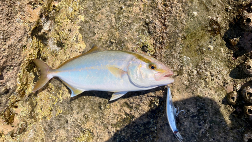 ショゴの釣果