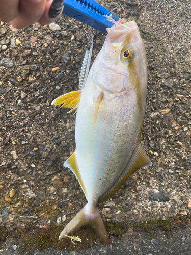 シオの釣果