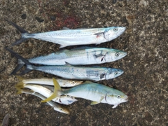 サゴシの釣果