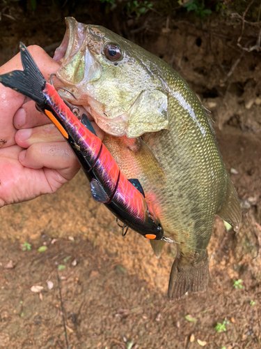 ラージマウスバスの釣果