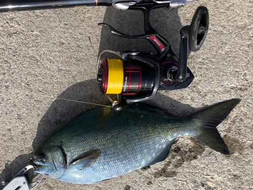 イスズミの釣果