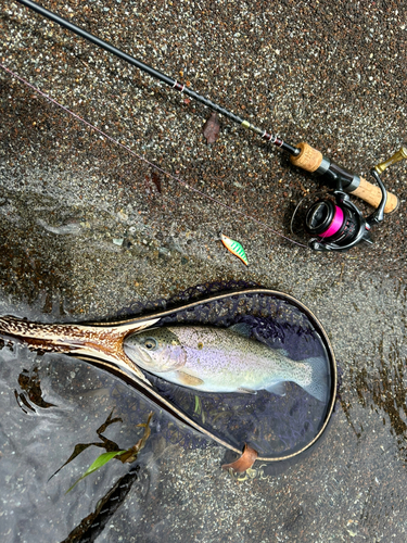 ニジマスの釣果