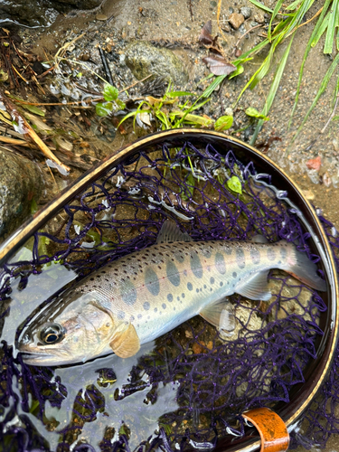 ヤマメの釣果