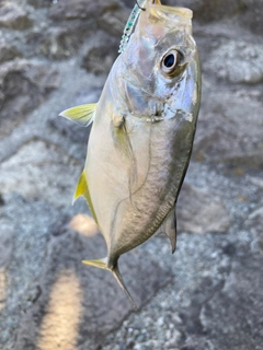 メッキの釣果