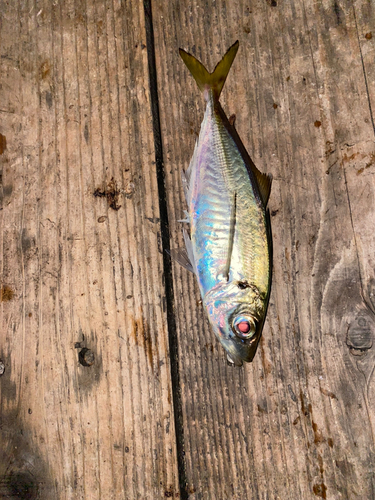 マアジの釣果