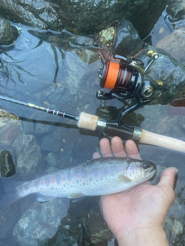 ヤマメの釣果