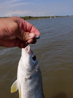 キビレの釣果