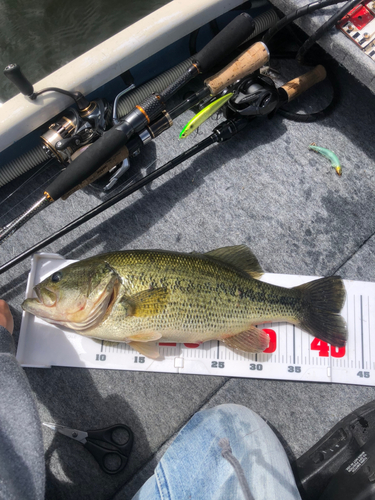 ブラックバスの釣果