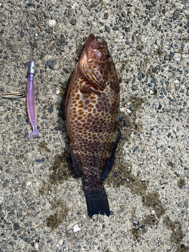 オオモンハタの釣果