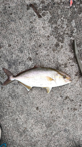 カンパチの釣果