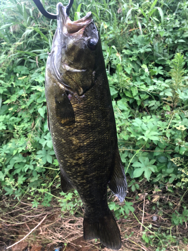 スモールマウスバスの釣果