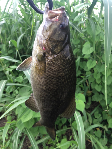 スモールマウスバスの釣果