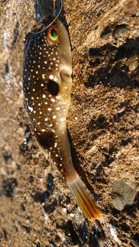 ギンポの釣果