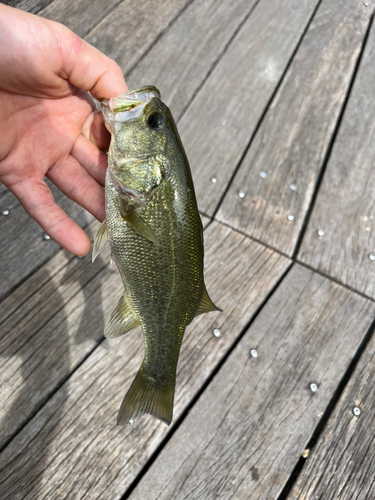 ブラックバスの釣果