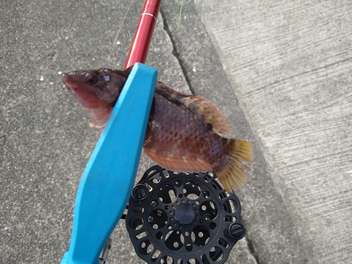 アカササノハベラの釣果