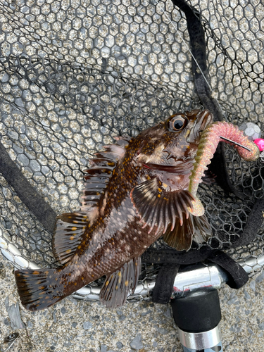 ハチガラの釣果