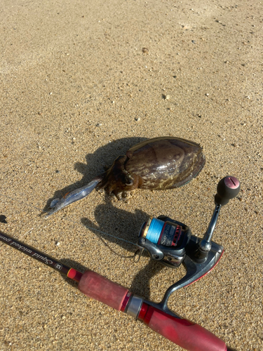 モンゴウイカの釣果