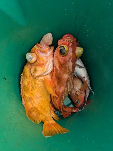 ヤナギノマイの釣果