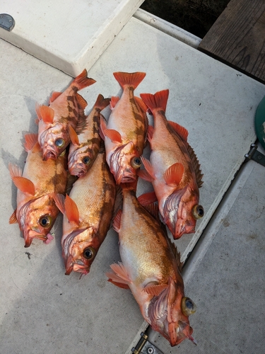 ウスメバルの釣果