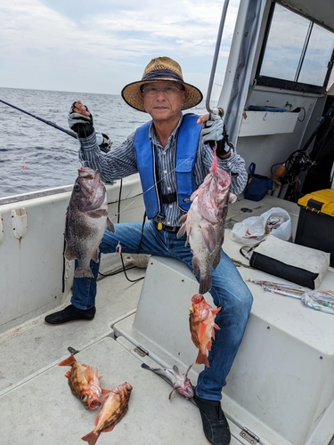 マゾイの釣果