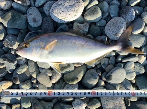 ショゴの釣果