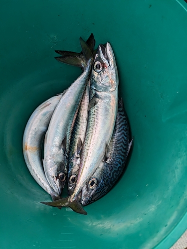 サバの釣果