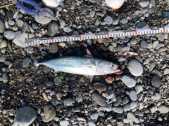 ソウダガツオの釣果