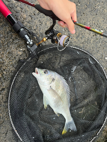 ニホンウナギの釣果