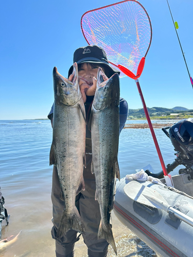 サケの釣果