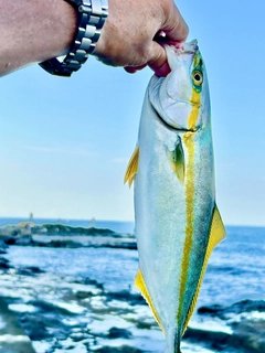 イナダの釣果