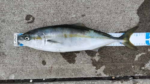 ショッコの釣果