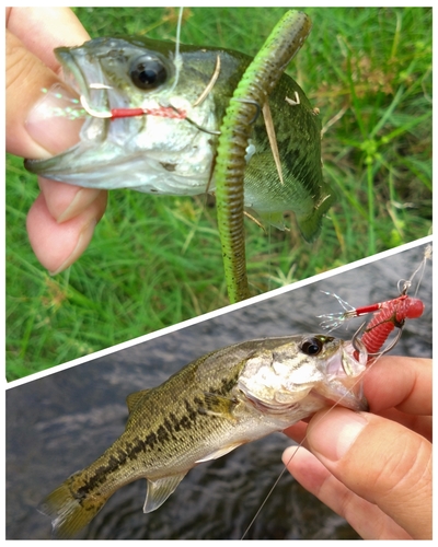 ブラックバスの釣果