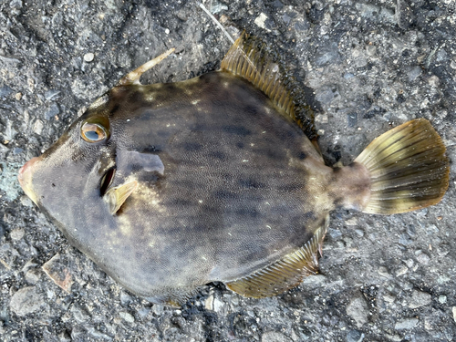 カワハギの釣果