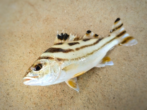 コトヒキの釣果