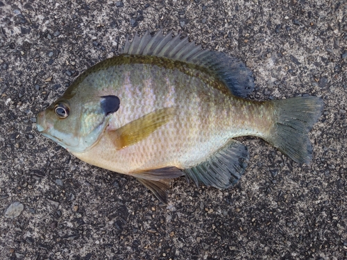 ブルーギルの釣果