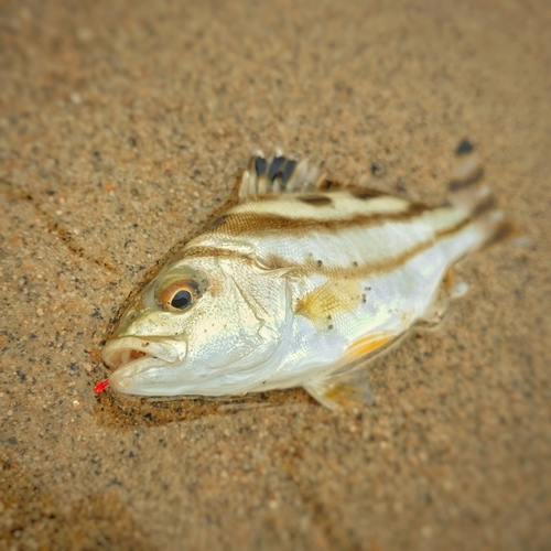 コトヒキの釣果