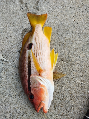 ヨコスジフエダイの釣果