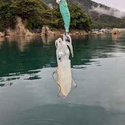 アオリイカ