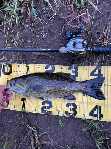 スモールマウスバスの釣果