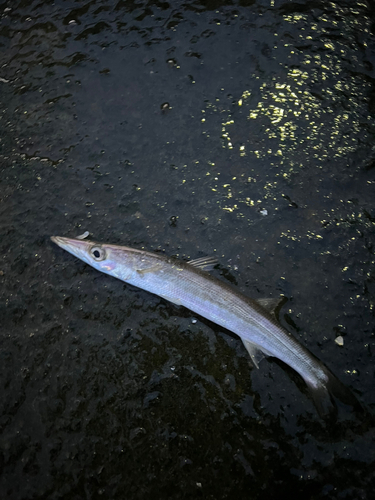 カマスの釣果