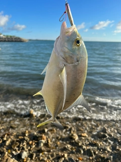 ガーラの釣果