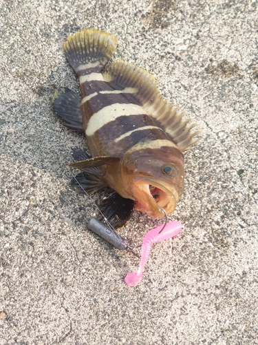 アオハタの釣果