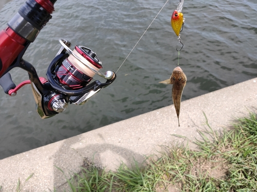 ハゼの釣果